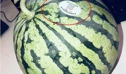 吃瓜浙江网红,揭秘浙江网红的吃瓜日常