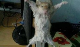 巨型老鼠爆料视频播放,揭秘神秘生物的真实面目