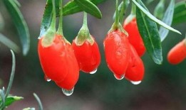 枸杞原浆爆料怎么做视频,揭秘爆款视频生成秘诀